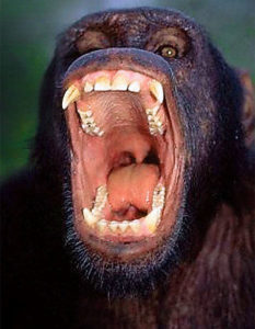 Ağzı açık şempanze 
