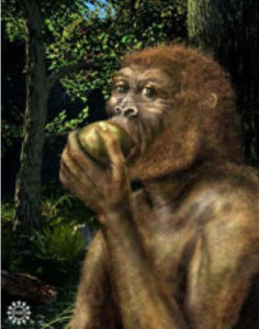 Paranthropus Boisei