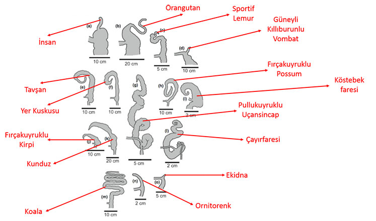 Apandiks organı ve uzunluğu..
