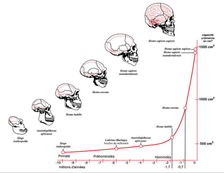 Homo habilis ile birlikte beynimizin evrimi inanılmaz bir hız kazanmıştır.