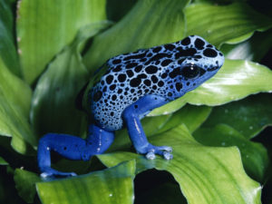 siyah benekli mavi zehirli kurbağa