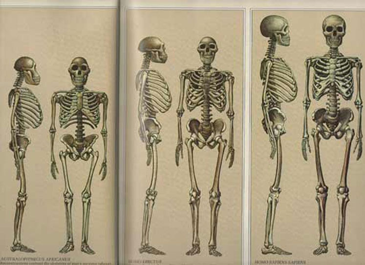 Evrim sürecinde omurga ve iskelet yapısı. Homo habilis ile birlikte beynimizin evrimi inanılmaz bir hız kazanmıştır.