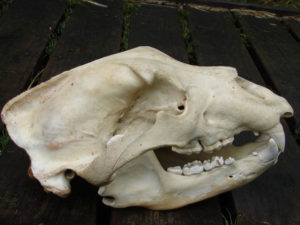 Boz ayı kafatası