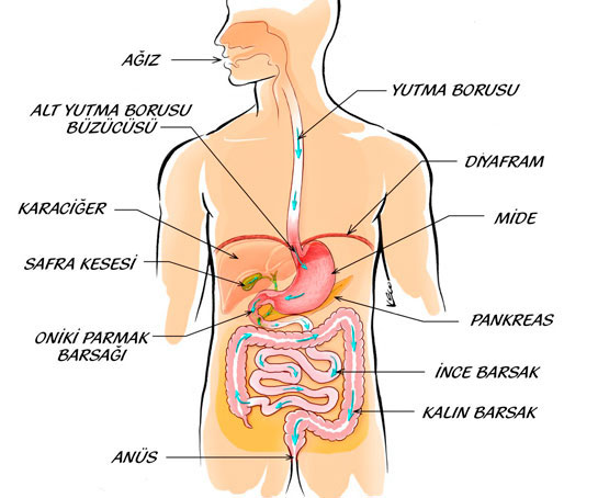 Sindirim Sistemi Organlarını gösteren görsel