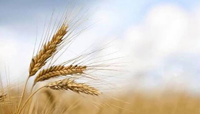 Gıda alerjisi buğday