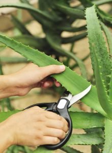 Aloe Vera Hasat