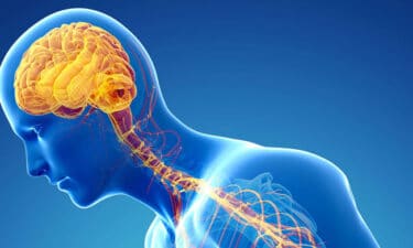 Alkali Beslenme Zihinsel Performansı Arttırır