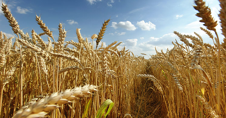 Buğday ve Diyabet
