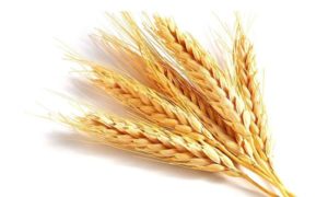 Diyabet ve buğday