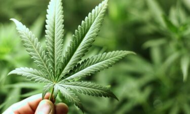 cannabis