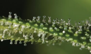 tempe medical marijuana dispensary