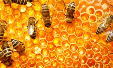 Propolis'in Sağlığa Faydaları Nelerdir?