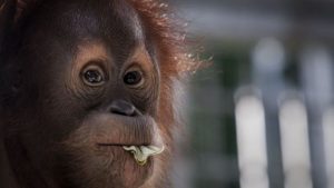 Palmiye yağı orangutan