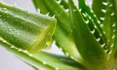 Aloe Vera Nedir? Faydaları ve Kullanım Alanları