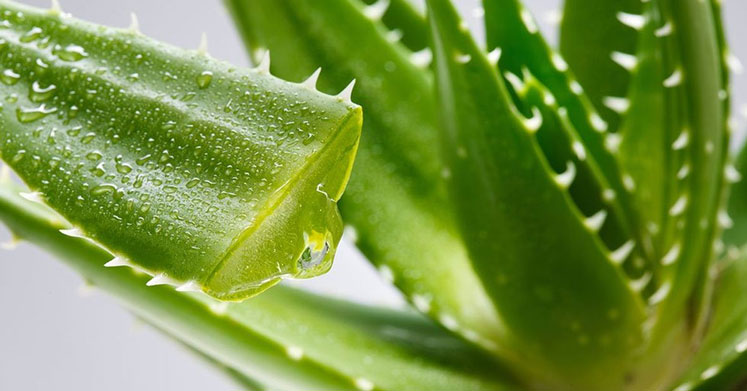 Aloe Vera Nedir? Faydaları ve Kullanım Alanları