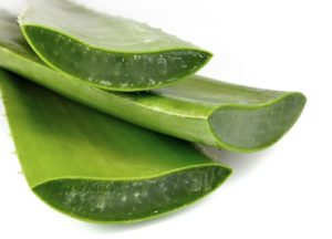 Aloe vera bitkisi