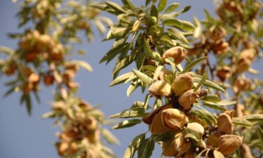 almond tree at the harvest time ThinkstockPhotos 106427480
