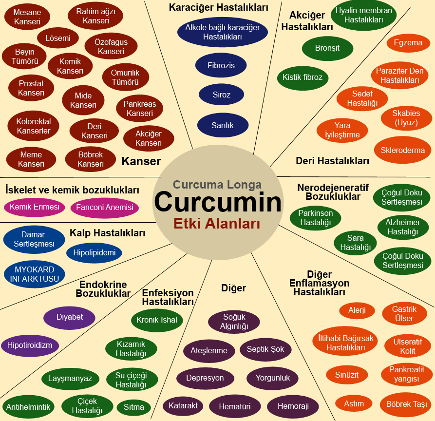 Curcumin etki alanları