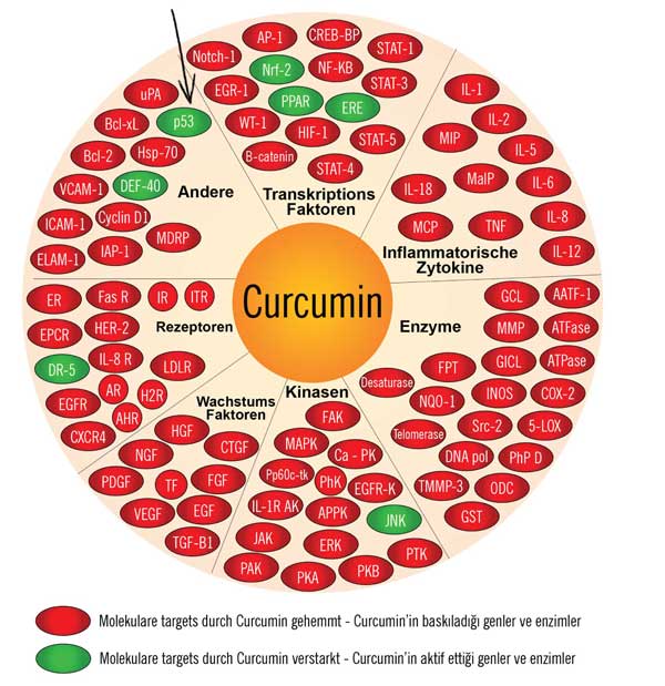 Curcumin gen taplosu