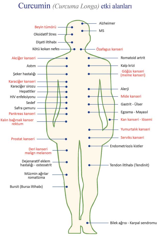 Curcumin zerdeçal etken maddesi etki alanları