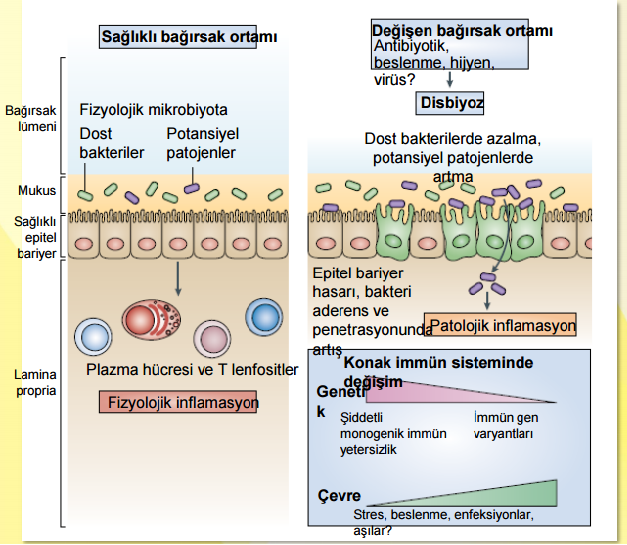 Mikrobiyota bağırsak