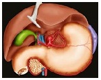 Curcumin karaciğer