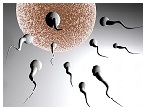 Curcumin sperm