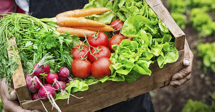 Doğal Beslenme (Organik Beslenme) ile Sağlıklı Yaşam