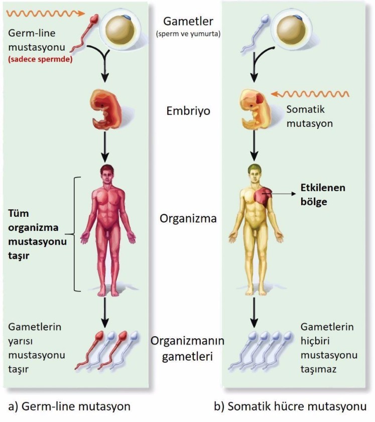 Mutasyon germ-line somatik