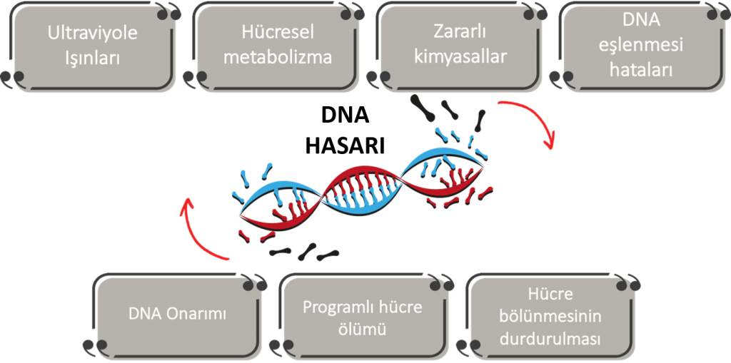 DNA hasarı