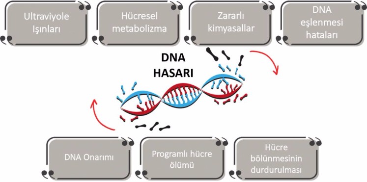 Kanser ve DNA hasarları