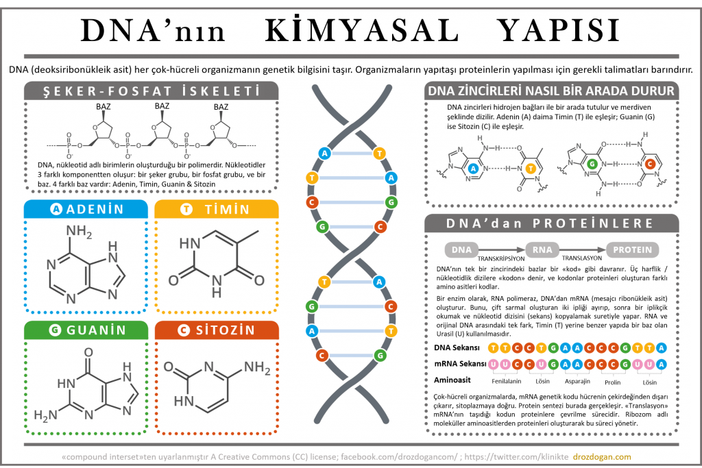 DNA kimyasal yapısı