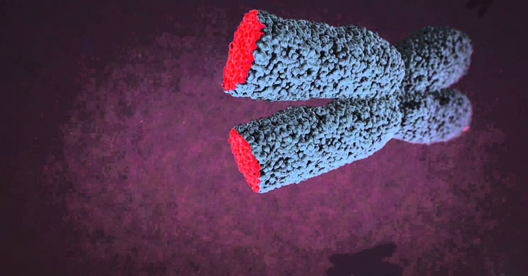 Kanser Hücrelerinin Ölümsüzlük İksiri Telomeraz Enzimi Nedir?