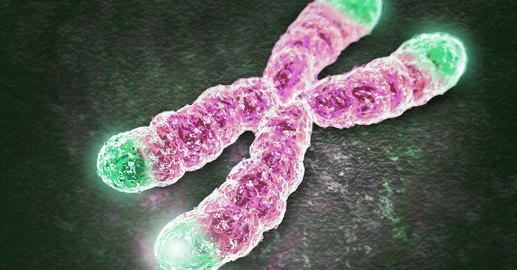 Telomer ve Kanser İlişkisi - Telomer Nedir? Telomer Kısalmasını Neler Tetikler?