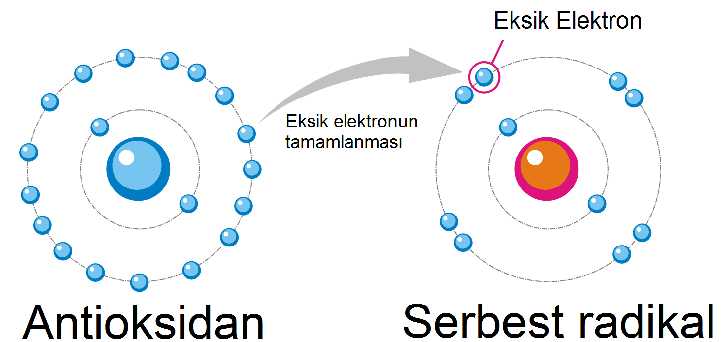 Antioksidan ve serbest radikal