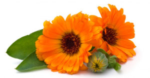 Bitkisel yağlar aynısefa