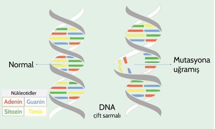 Mutasyon DNA