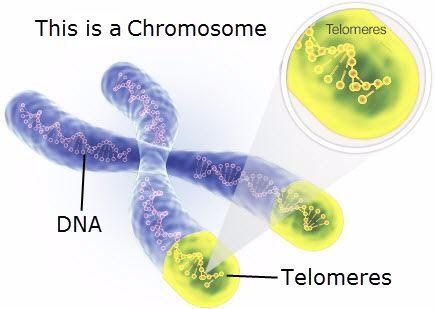 Telomer