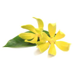 Bitkisel yağlar ylang ylang yagı