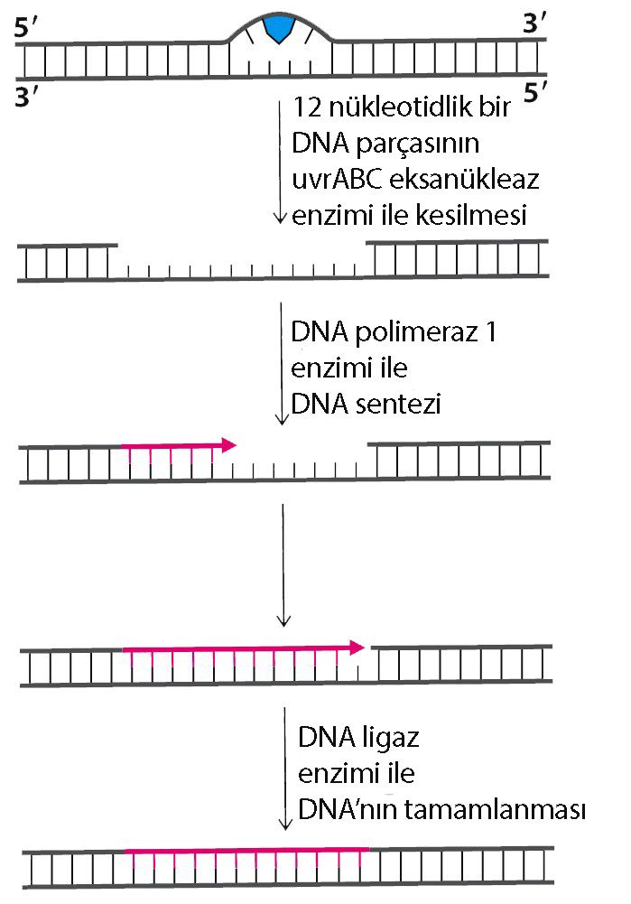 Sigara DNA