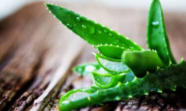 Aloe Vera'nın Faydaları: Cilde Şifası, Kabızlık ve Bağışıklık Sistemi