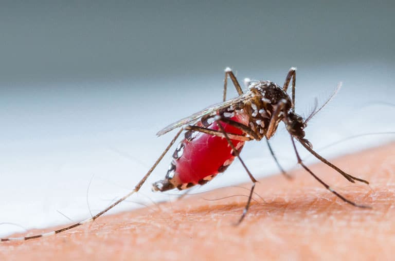 Sivrisinekler'den Kurtulmak İçin Doğal Çözümler