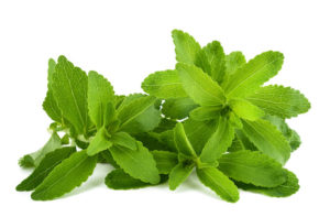 Stevia Bitkisi