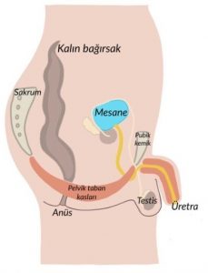 Erkek Pelviz Bölgesi Organları