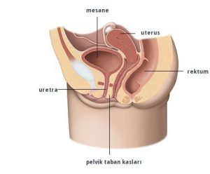 Pelvik Bölgesi Organlar