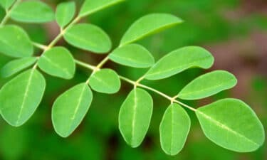 Moringa Dalı ve yaprakları