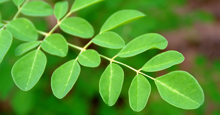 Moringa Dalı ve yaprakları