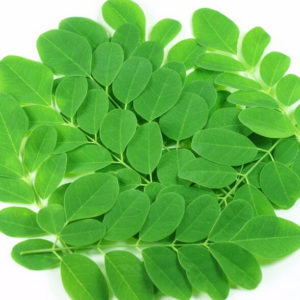 Moringa Ağacı Yaprakları