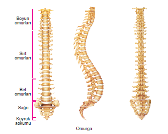 mekanik bel ağrısı insan omurga iskelet