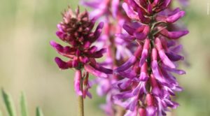Bağışıklık Sistemi Güçlendirici - Astragalus Çiçeği